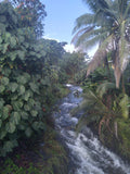 Hilo Town Rivers