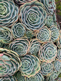 Succulents