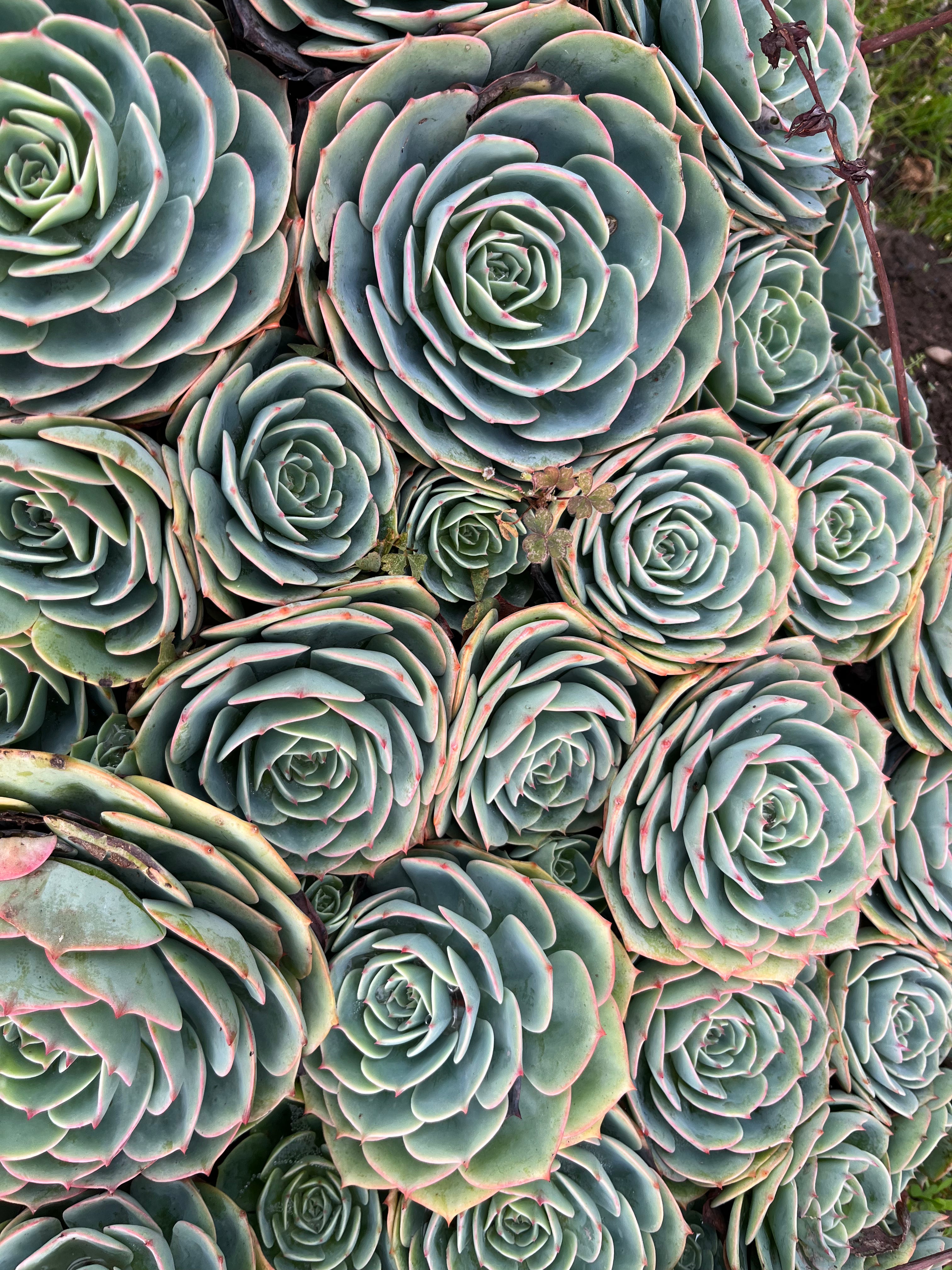 Succulents