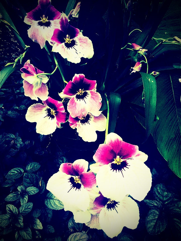 Iris
