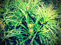 Pineapples
