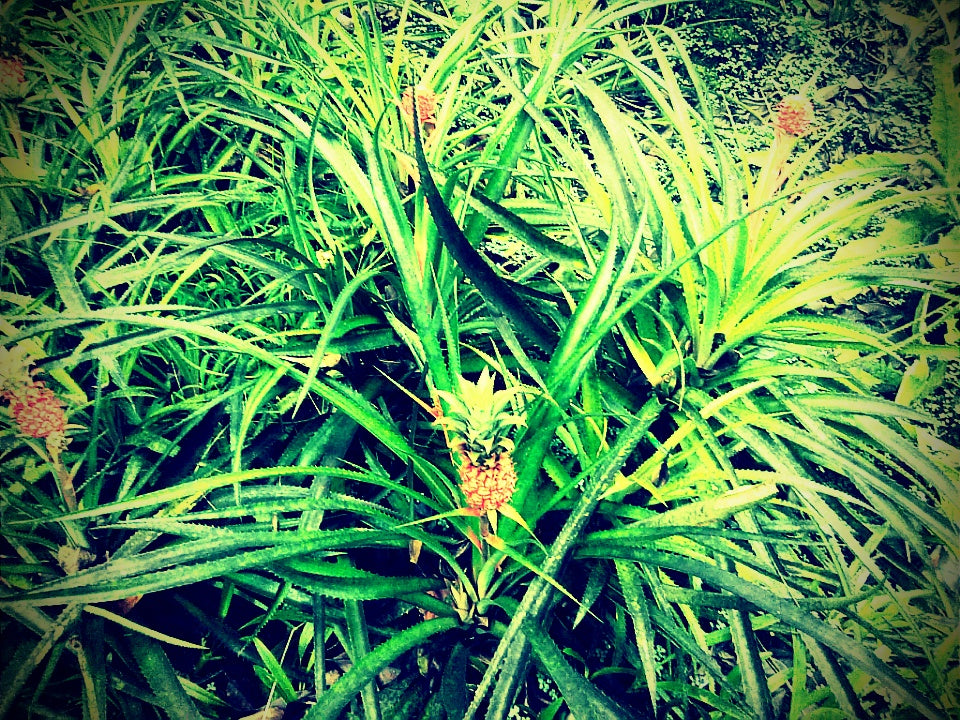 Pineapples