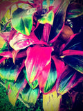 Ti Leaf