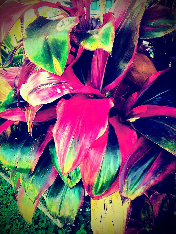 Ti Leaf